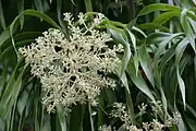 Detail of flowers, showing clusters of small creamy white flowers