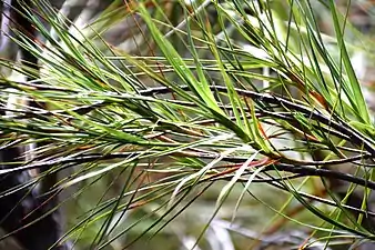 Adult leaves