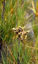 Inflorescence