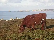 a small red-coated cow grazing by the sea