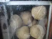 Dried coconuts