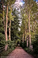 Forest road in Dobrocin