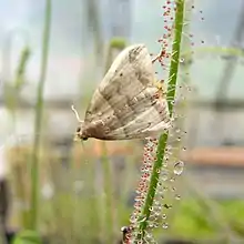 Dark-banded Owlet moth (Phalaenophana pyramusalis) trapped by Drosera filiformis