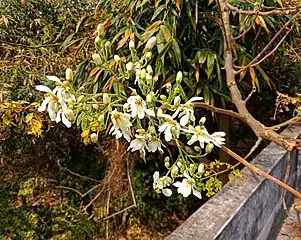 Flowers of M. oleifera on a morning