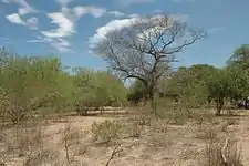 Picture of the western parts of Chaco, which are characterized by shrubs and low to medium forest cover