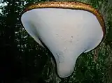 Dryad's saddle on an elder (Sambucus nigra) in Scotland