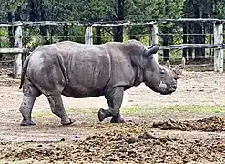 Black rhinoceros