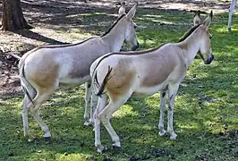 Persian onager