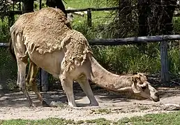 Dromedary camel