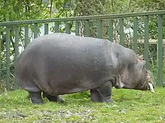 Hippopotamus.