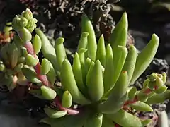 Cultivated plant with nascent inflorescences.