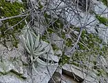 Growing out of a cliff face