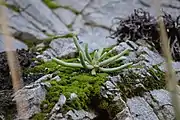 A plant with a single rosette, growing on moss