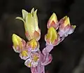 D. farinosa flowers at Ring Mountain, Marin County, showing introgression with Dudleya cymosa.