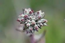 The immature flowers on the inflorescence