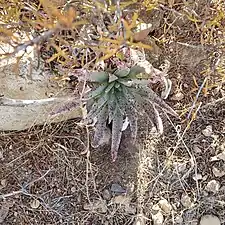 Growing in habitat, near El Rosario.