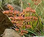 Inflorescence