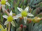 The spreading flowers.