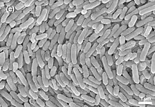 Black and white image of Duganella radicis bacteria taken using an electron microscope