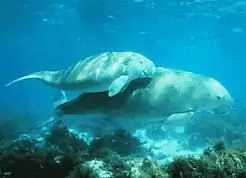 Dugongs