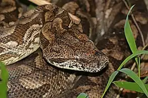 in Isalo National Park, Madagascar