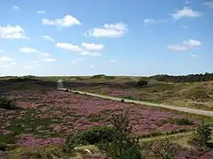 Dunes on Texel