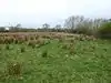 Duston Mill Meadow