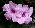 Dwarf Mexican Petunia or Katie Pink or Katie Ruellia -- Ruellia simplex