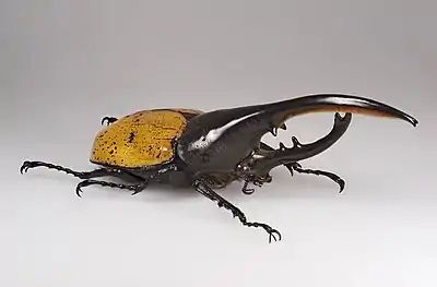 Hercules beetle, Dynastes hercules ecuatorianus, the longest of all beetles.