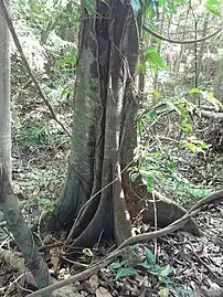 Fluted trunk