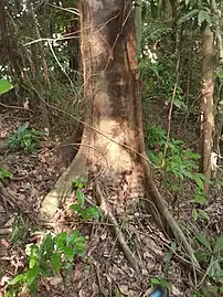 Buttress roots