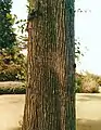 Bark of Späth's Ulmus glabra Mill., RBGE (1989)