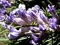 Close-up of flowers