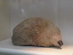 Stuffed giant golden mole on display