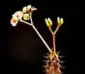 Euphorbia milii var. vulcanii cyathia bearing a pair of pinkish cyathophylls.