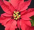 PoinsettiaEuphorbia pulcherrima