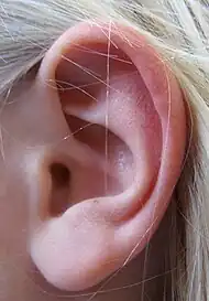 Left human ear