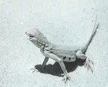 Earless lizard in the White Sands National Monument