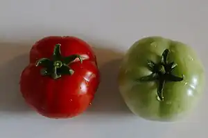 Ripe and unripe Early Girl fruits