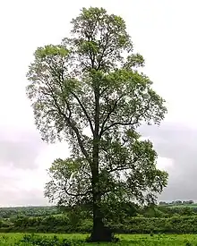 Typical U. minor form, East Coker, UK (2008)