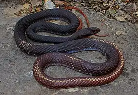 Eastern coachwhip (Masticophis flagellum flagellum), St. Genevieve County, Missouri (13 April 2014)