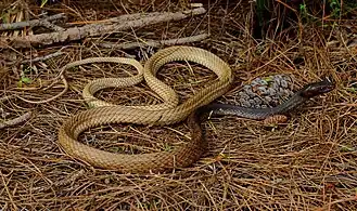 Eastern coachwhip (Masticophis flagellum flagellum), Florida (14 February 2016)