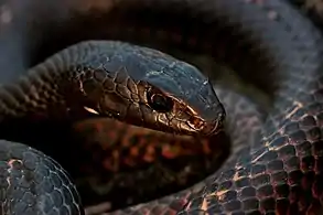 Head of an eastern coachwhip (Masticophis flagellum flagellum) from the Ozarks, Missouri (3 March 2021)