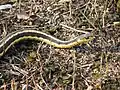 Eastern Garter snake