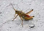 Lubber grasshopper, Loxahatchee National Wildlife Refuge, Delray, Florida