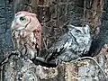 Red morph and gray morph at a raptor center