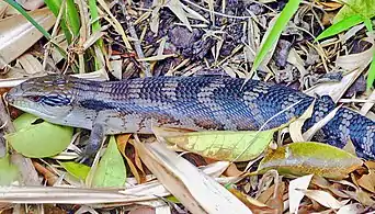 Eastern blue-tongued lizard