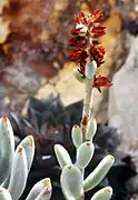 Echeveria pulvinata var. leucotricha