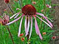 Flowerhead