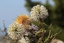 Echinops spinoissimus in Greece